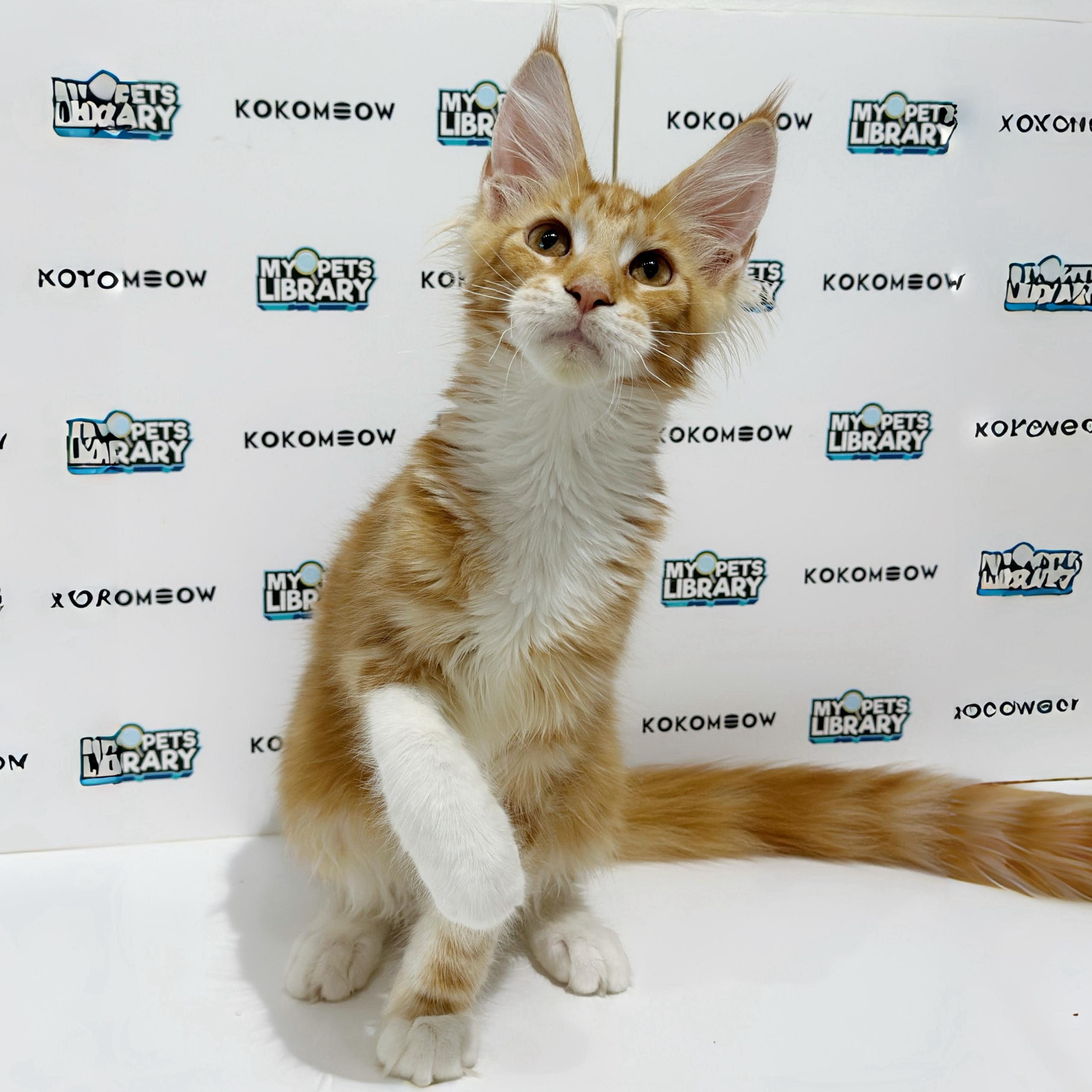 Maine Coon Kitten