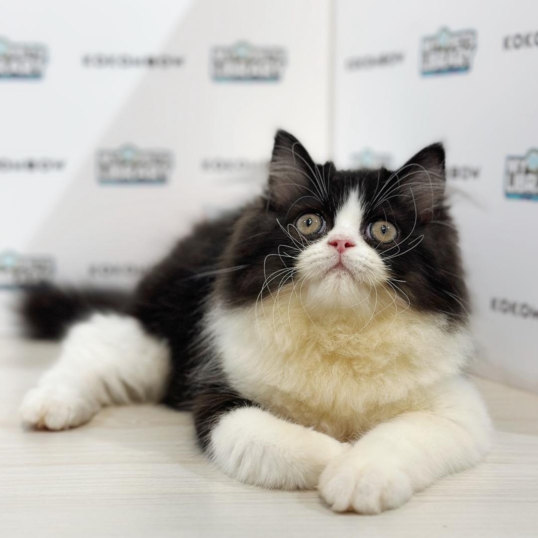 Persian Kitten