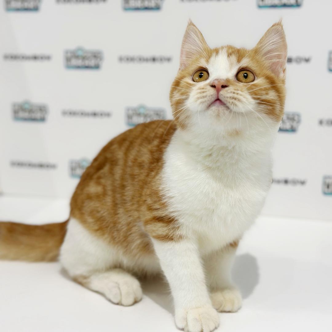 British Shorthair Kitten