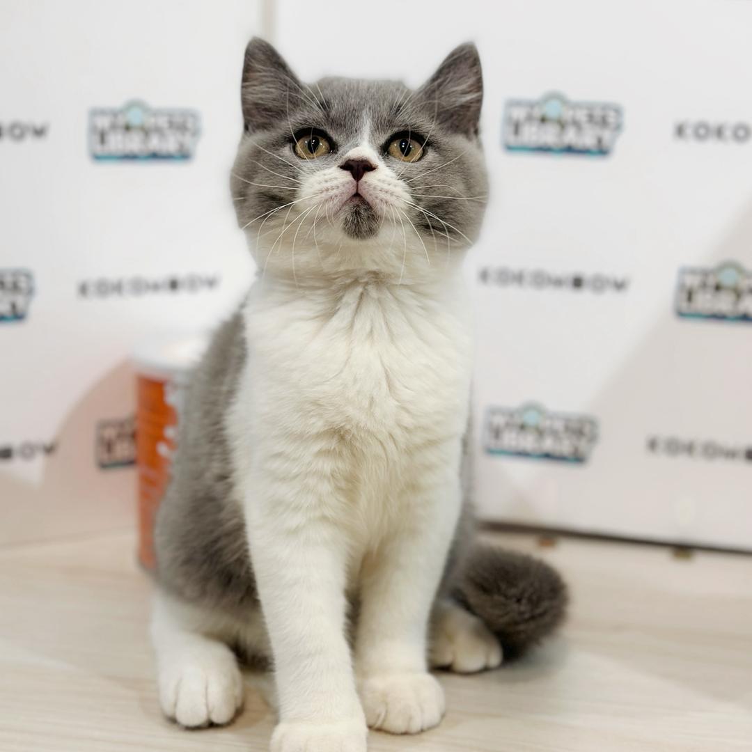 British Shorthair Kitten