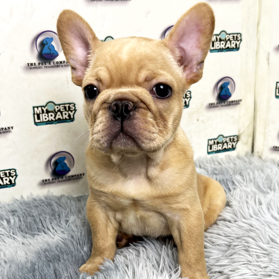 French Bulldog Puppy