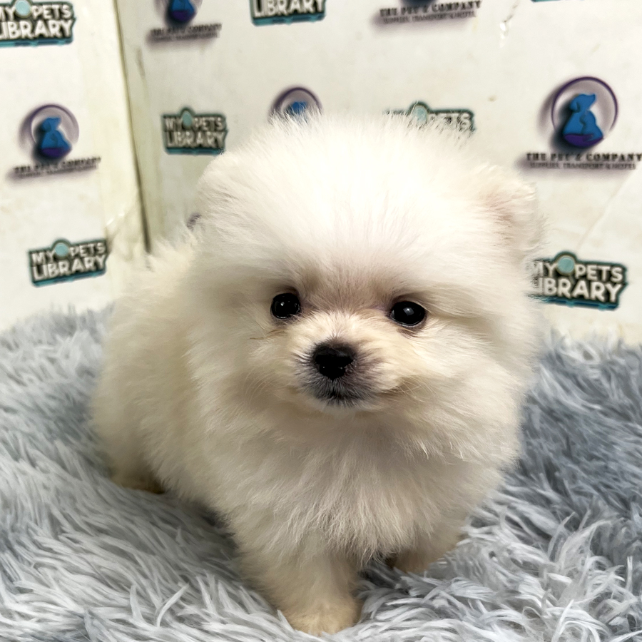 Pomeranian Puppy