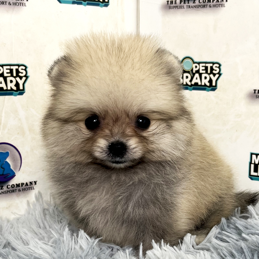 Pomeranian Puppy