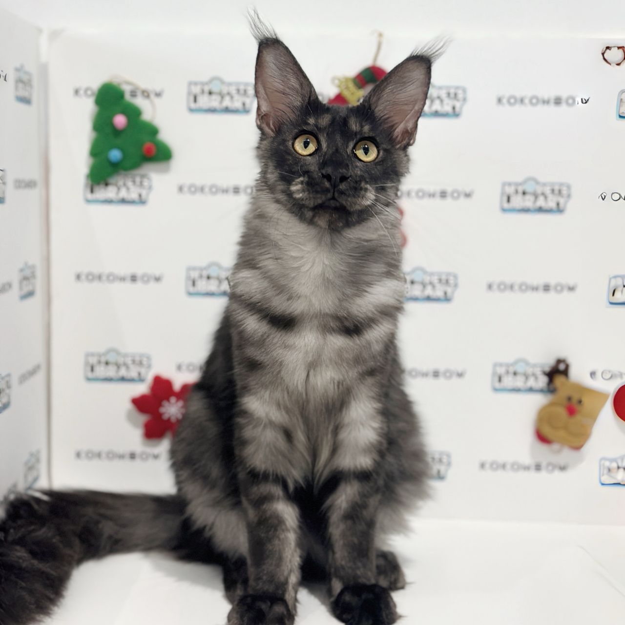 Maine Coon Kitten