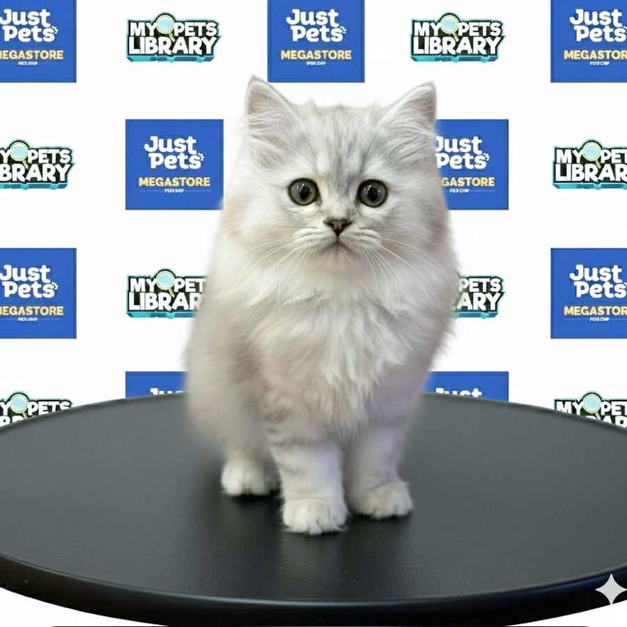 British Longhair Kitten