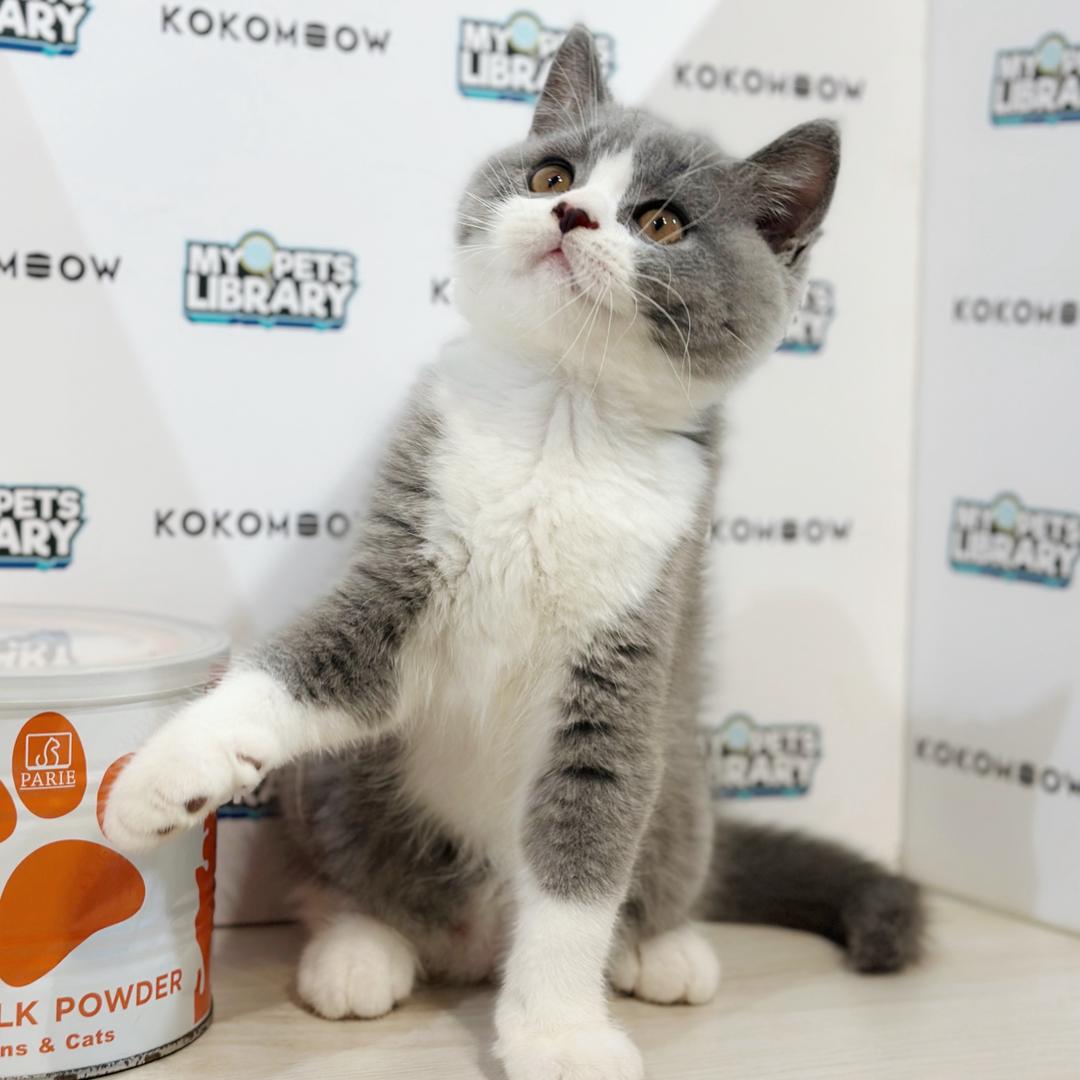 British Shorthair Kitten