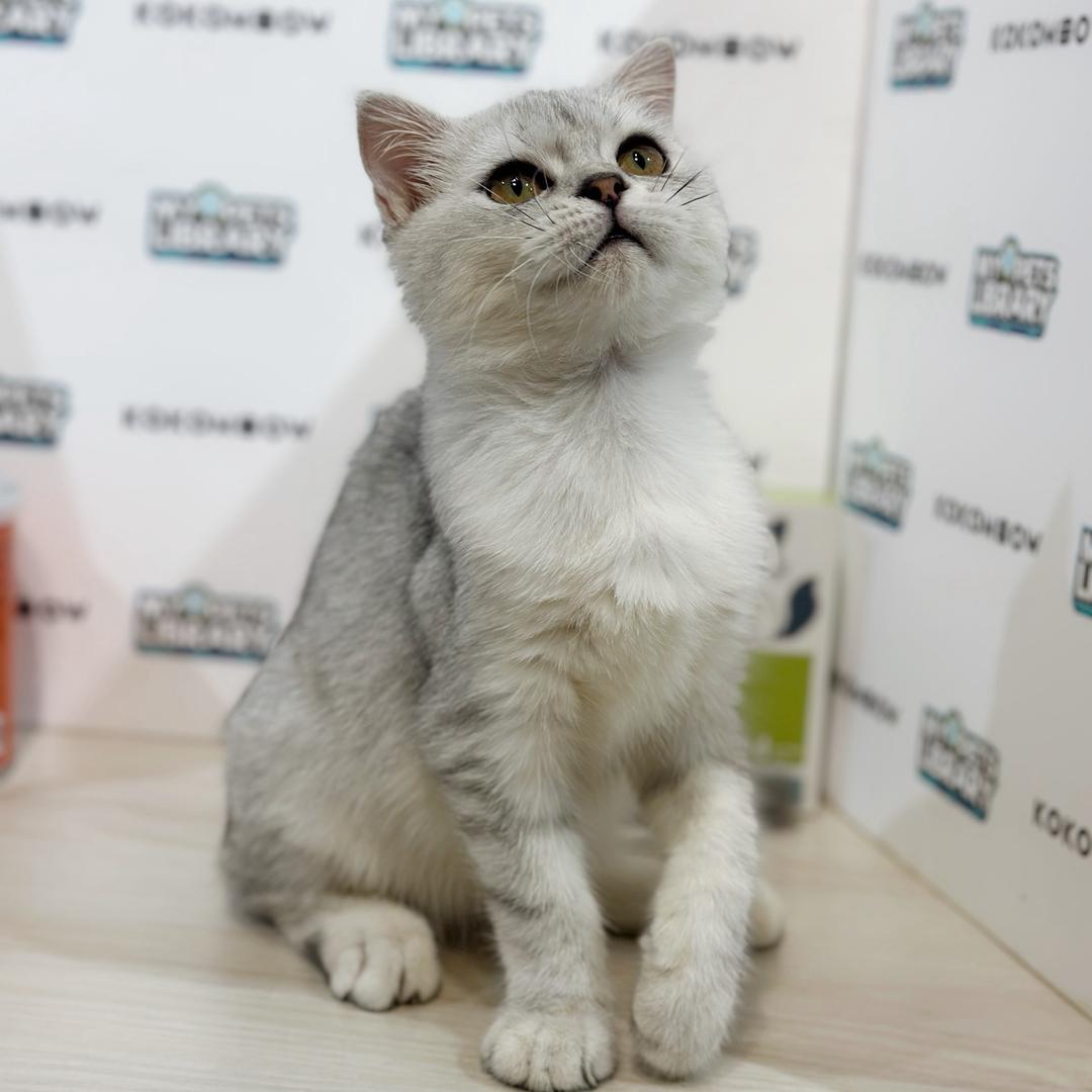 Scottishfold Kitten