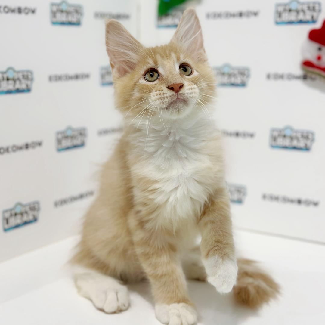 Maine Coon Kitten
