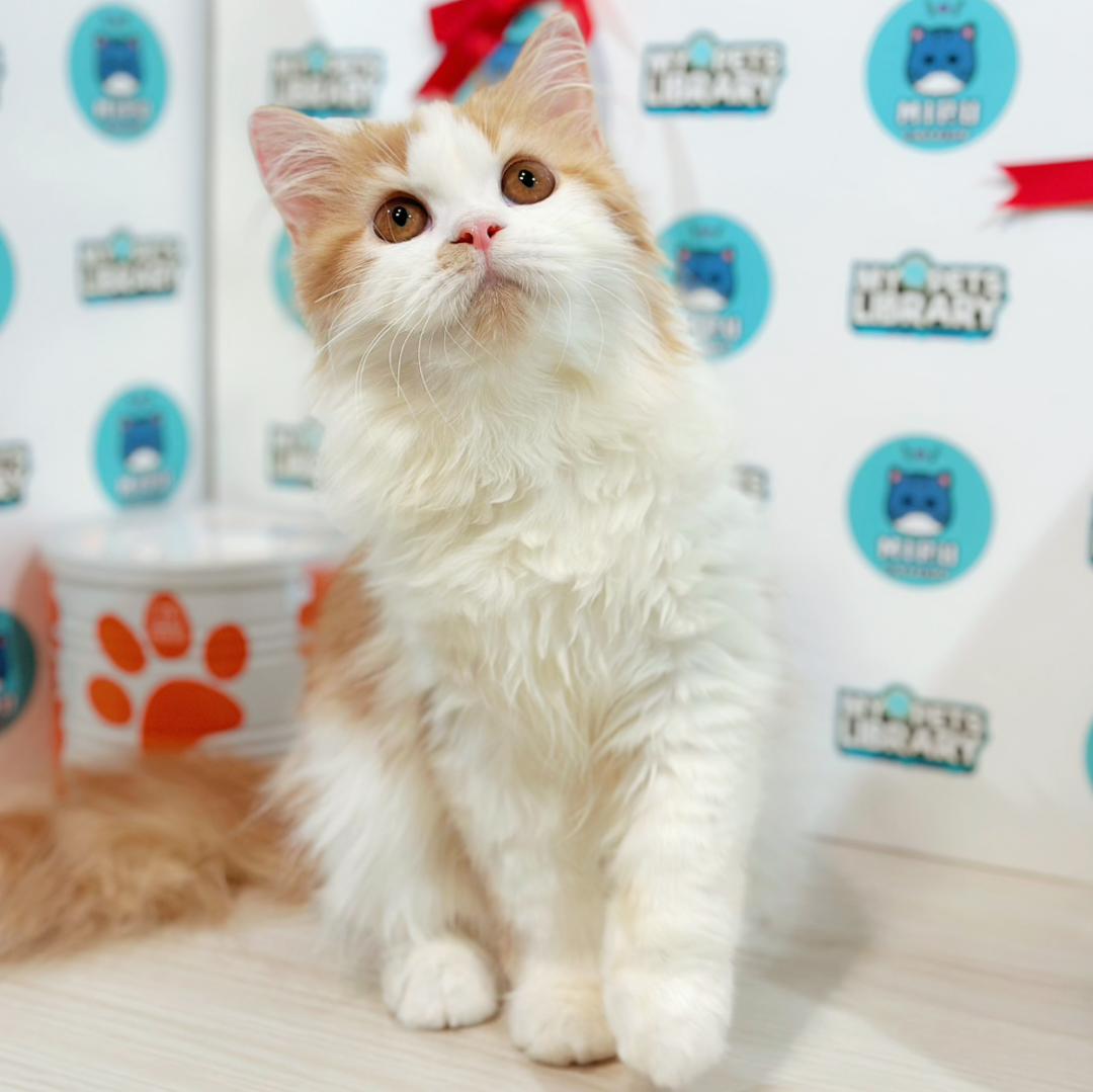 British Longhair Kitten