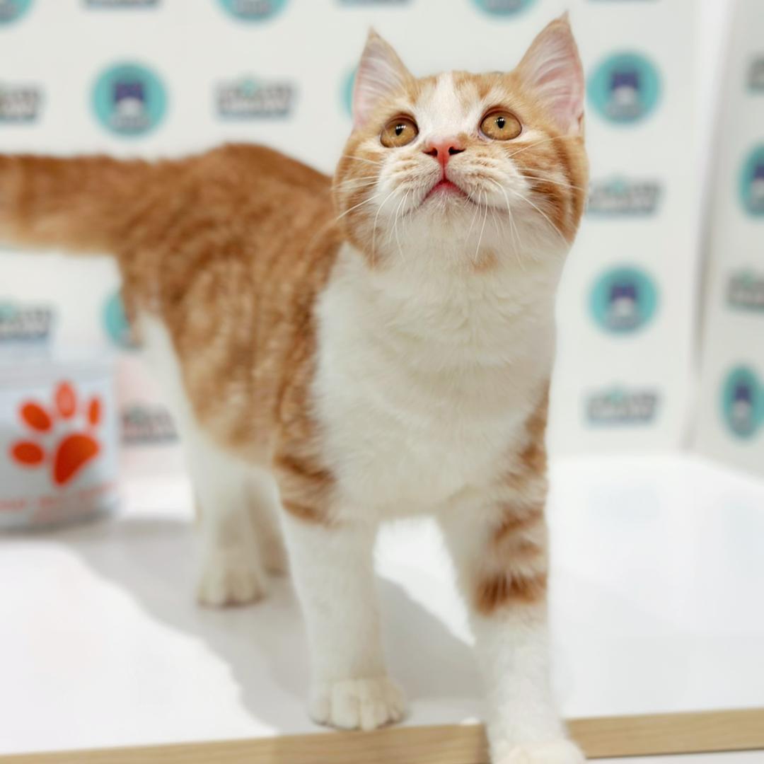 British Shorthair Kitten