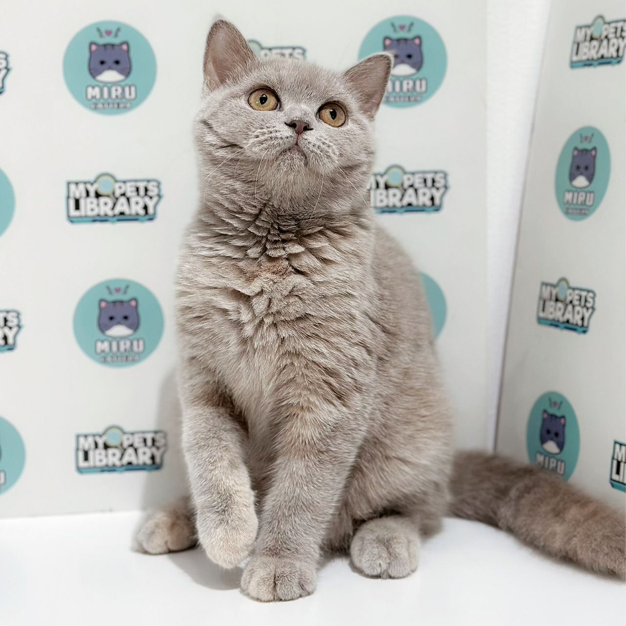 British Shorthair Kitten