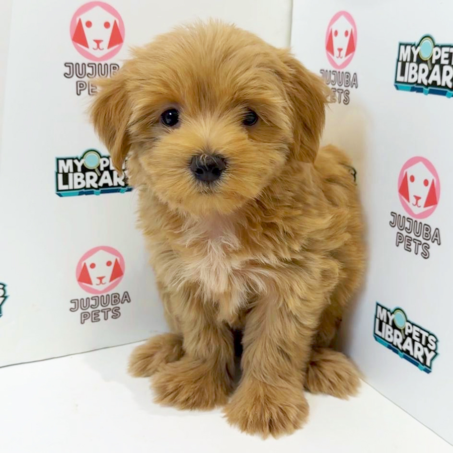Silkese Puppy