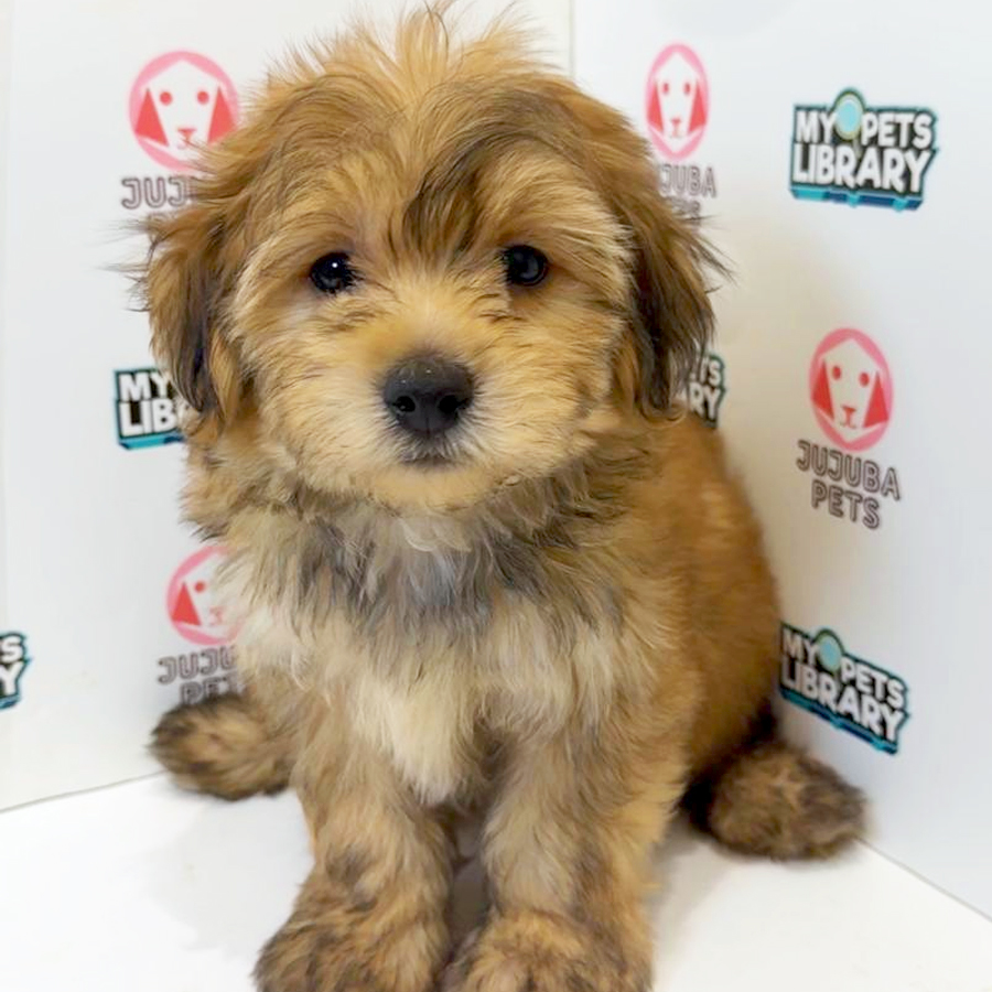 Silkese Puppy