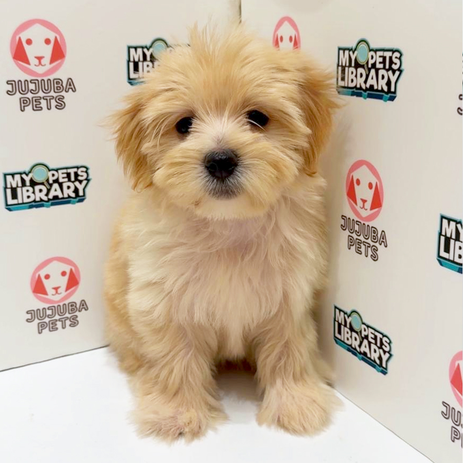 Silkese Puppy