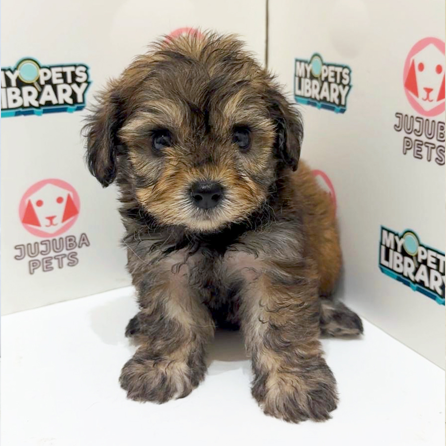 Cockapoo Puppy