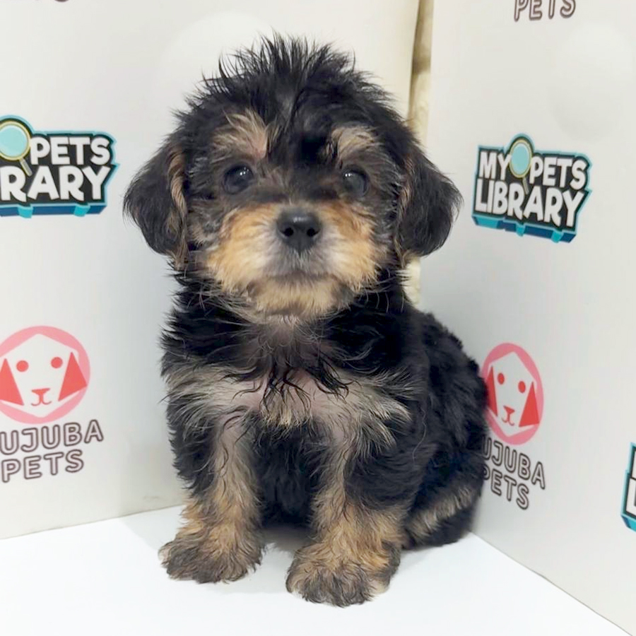 Cockapoo Puppy