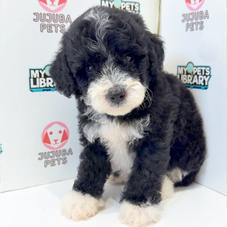 Toy Poodle Puppy
