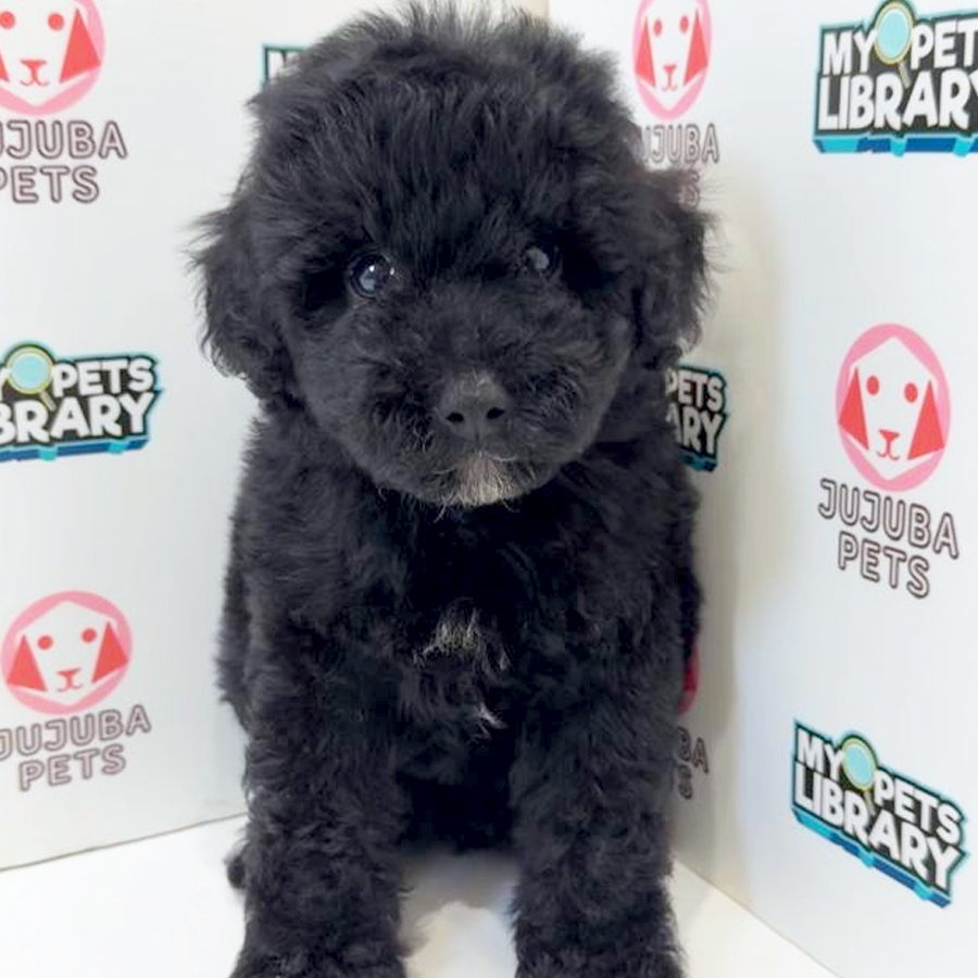 Toy Poodle Puppy