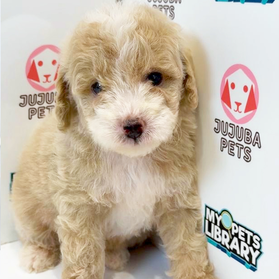 Toy Poodle Puppy