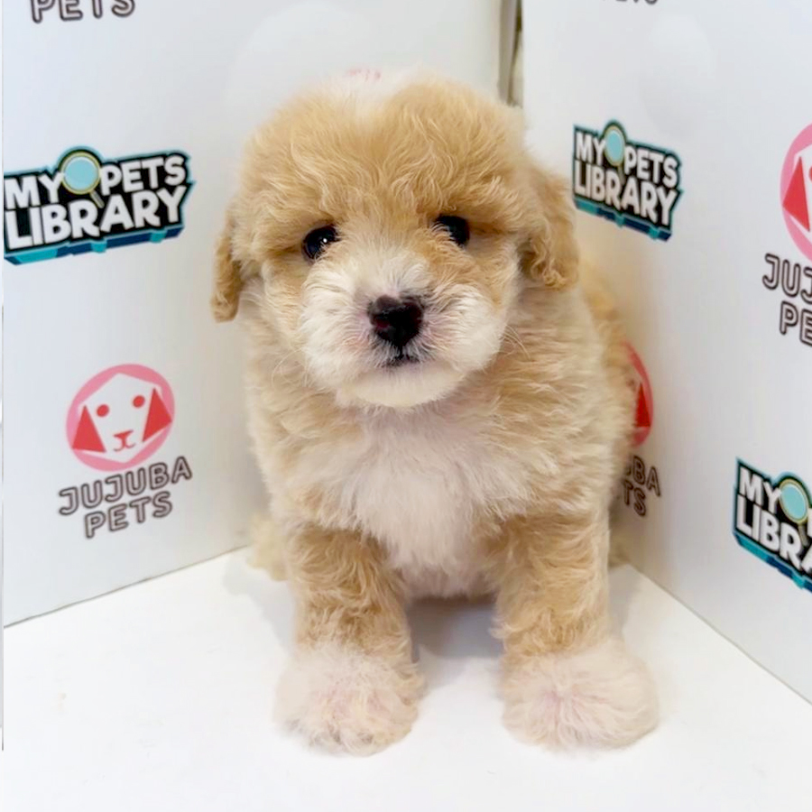Toy Poodle Puppy