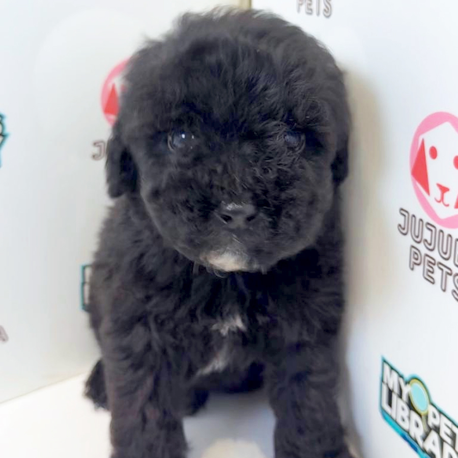 Toy Poodle Puppy