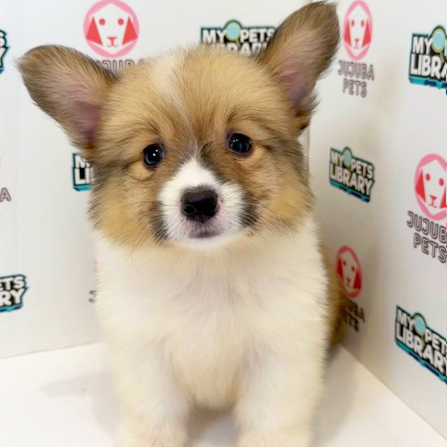 Welsh Corgi Puppy