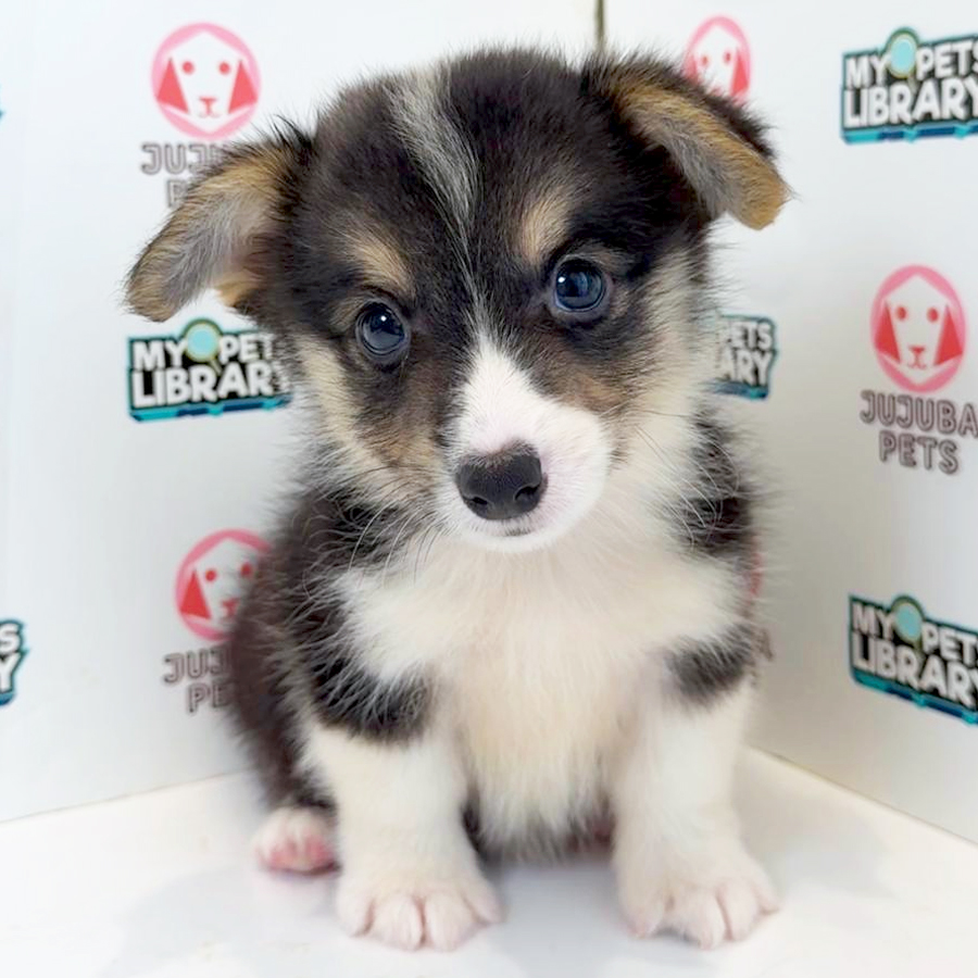 Welsh Corgi Puppy