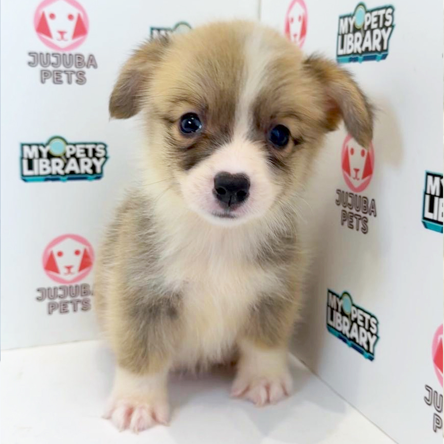 Welsh Corgi Puppy