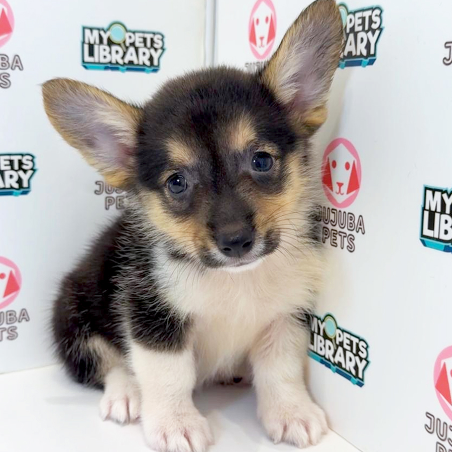 Welsh Corgi Puppy