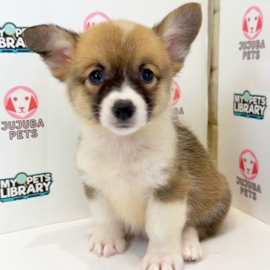Welsh Corgi Puppy