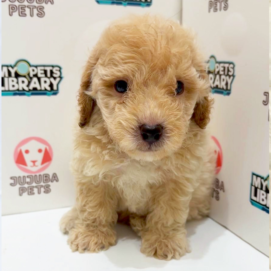 Cockapoo Puppy