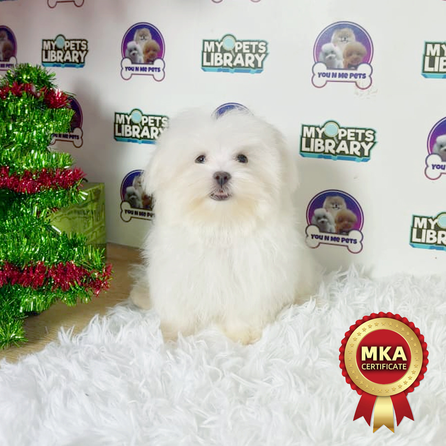 MKA Maltese Puppy