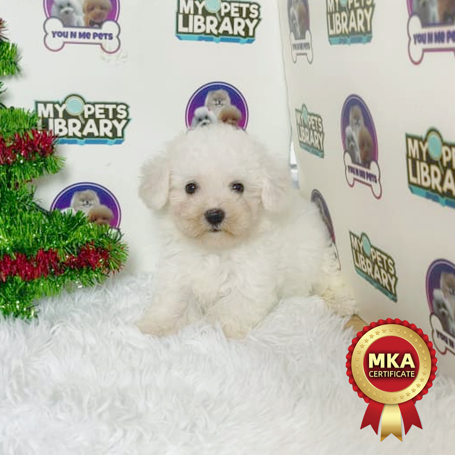 MKA Bichon Frise Puppy