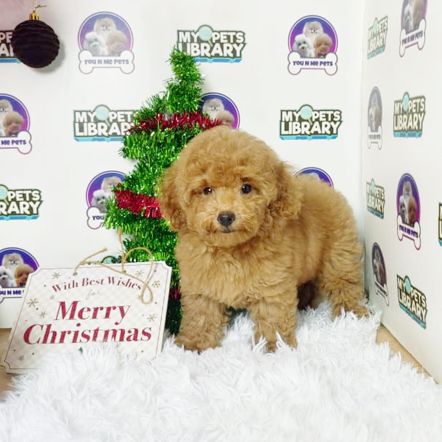 Toy Poodle Puppy