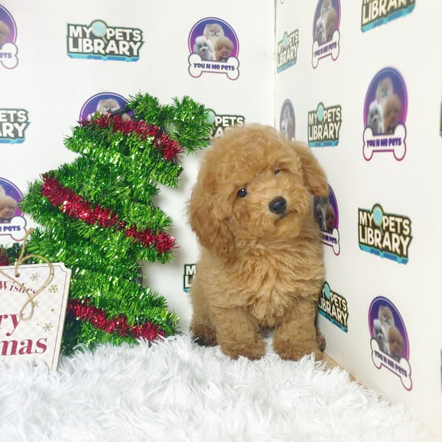 Toy Poodle Puppy