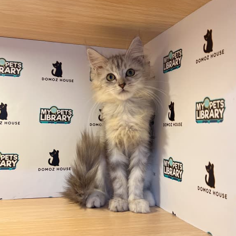 Maine Coon Kitten