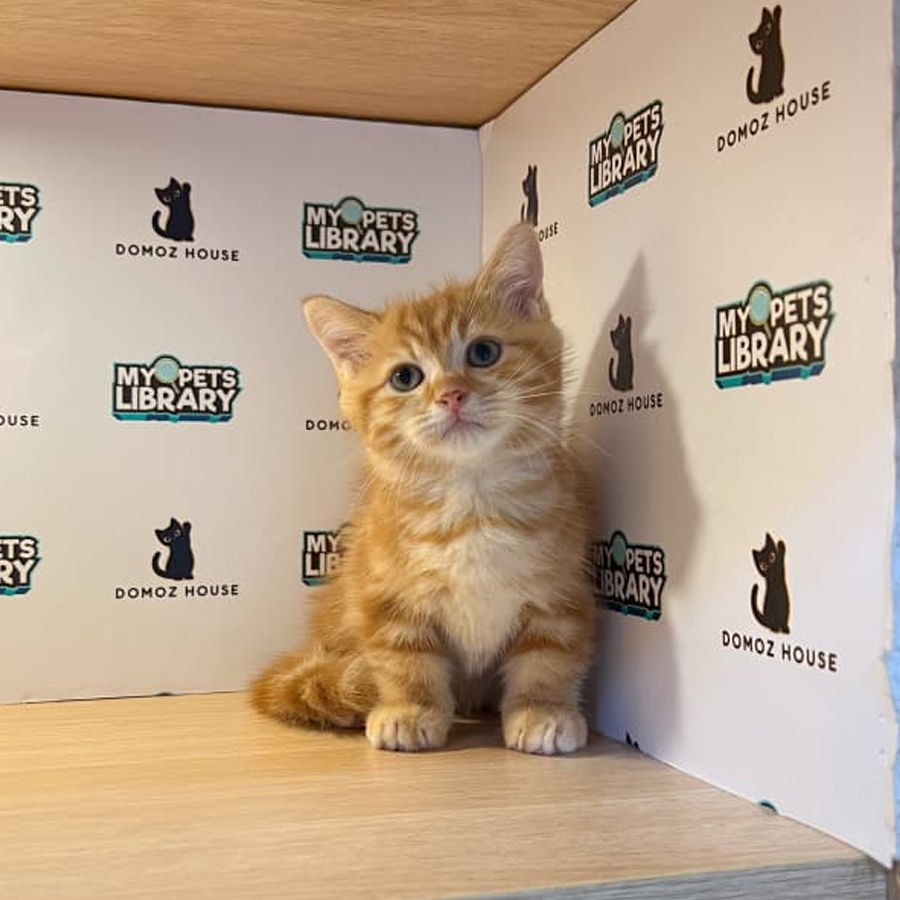 Munchkin Kitten
