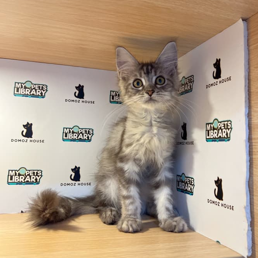 Maine Coon Kitten