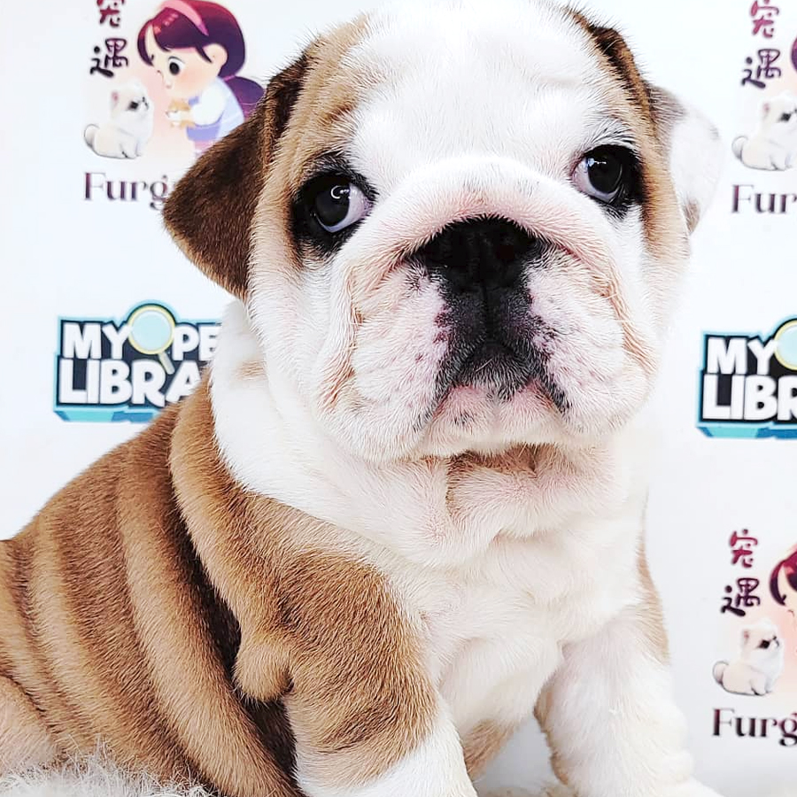 English Bulldog Puppy