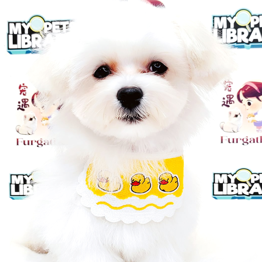Maltese Puppy