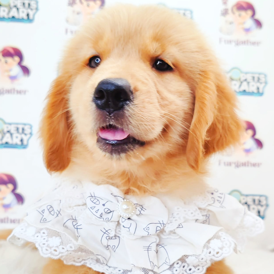Golden Retriever Puppy