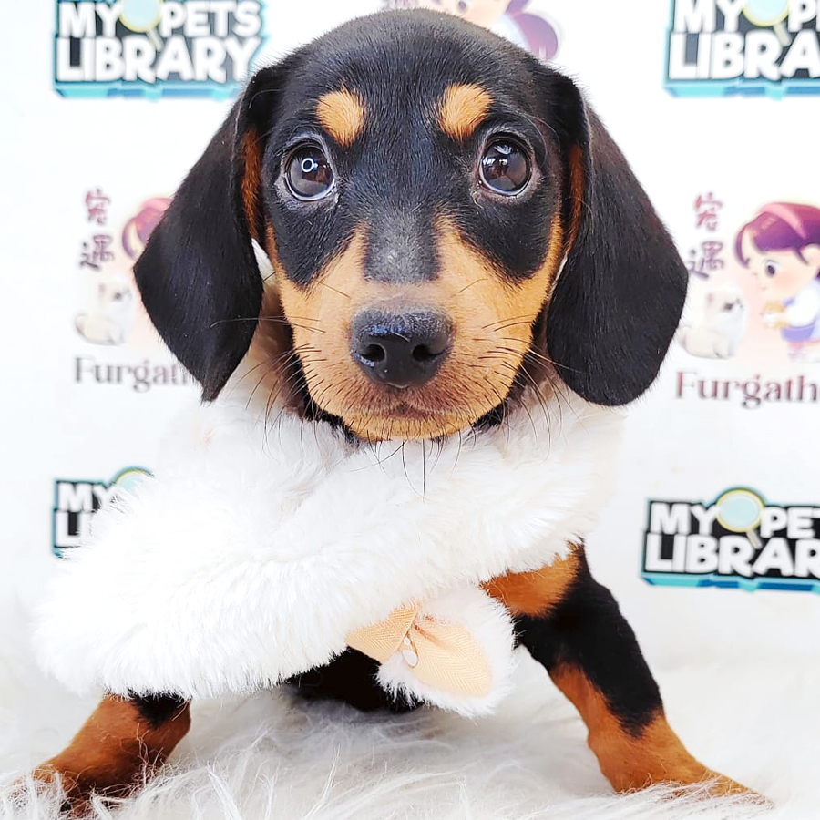 Mini Dachshund Puppy