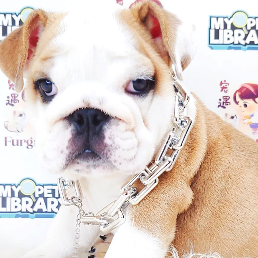 English Bulldog Puppy