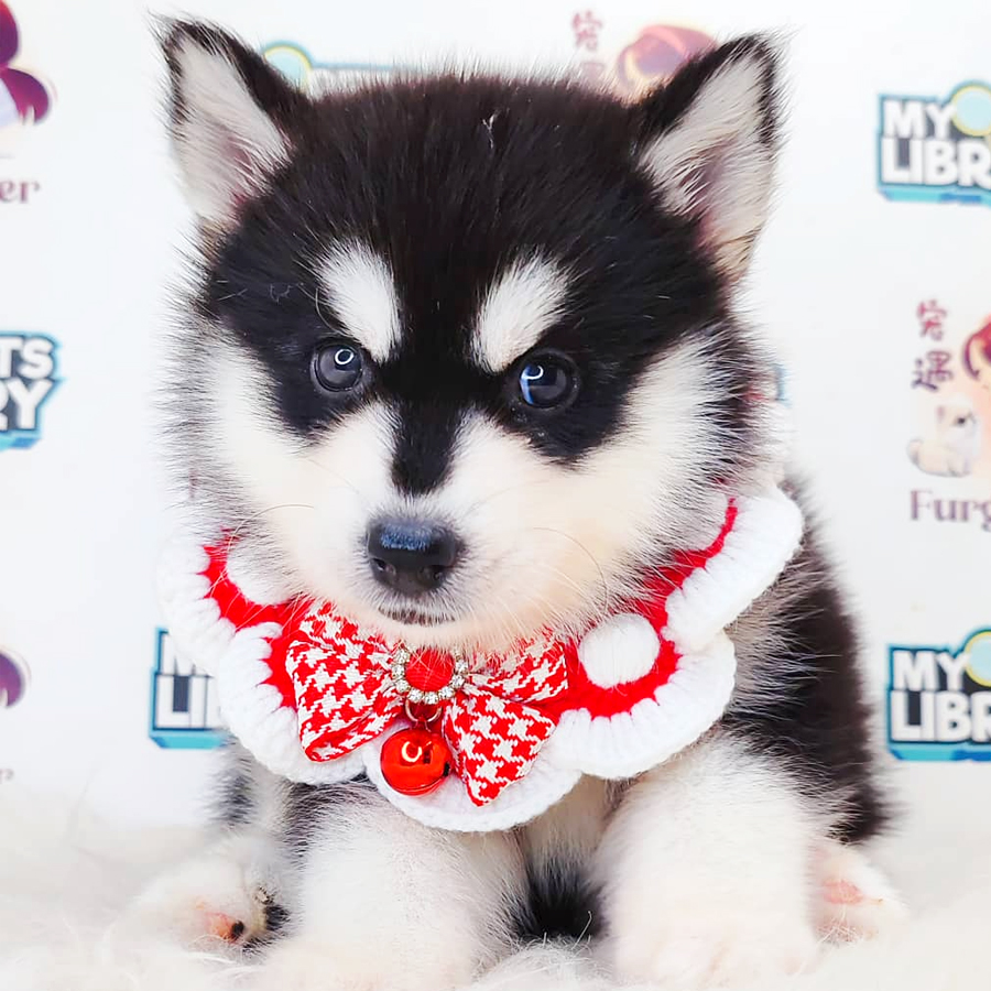 Pomsky Puppy