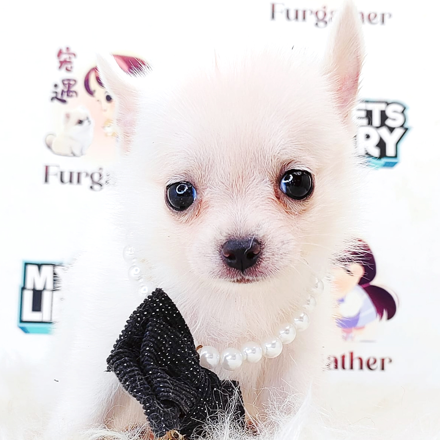 Medium Coat Chihuahua Puppy