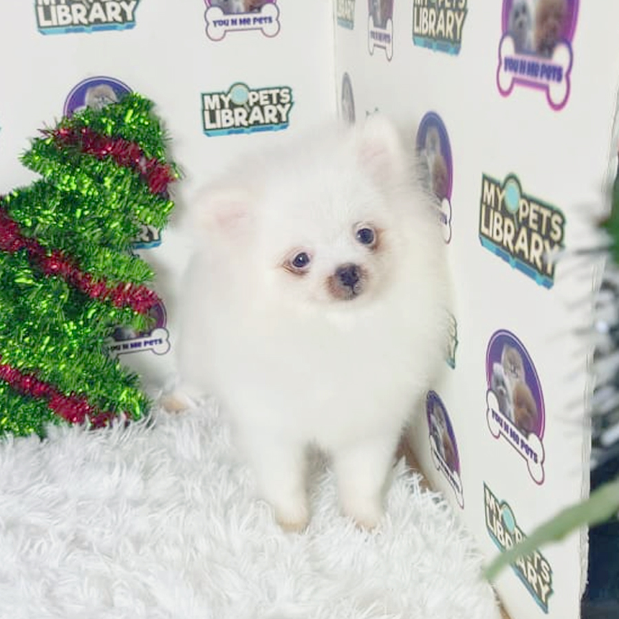 Pomeranian Puppy