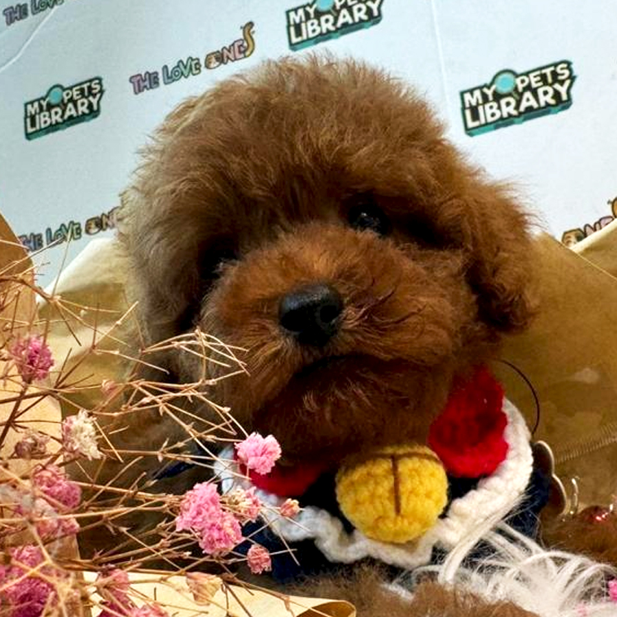 Tiny Toy Poodle Puppy