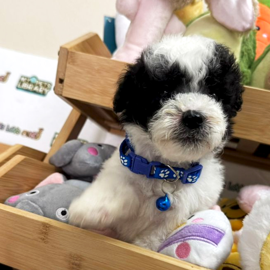 Tiny Toy Poodle Puppy