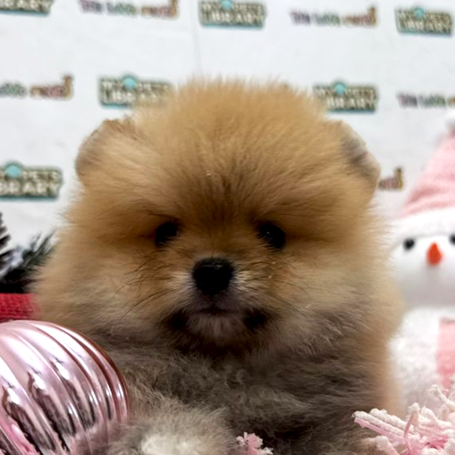 Tiny Pomeranian Puppy