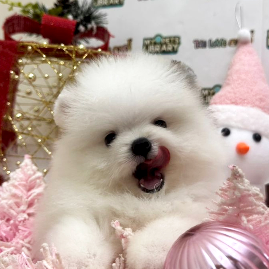 Tiny Pomeranian Puppy